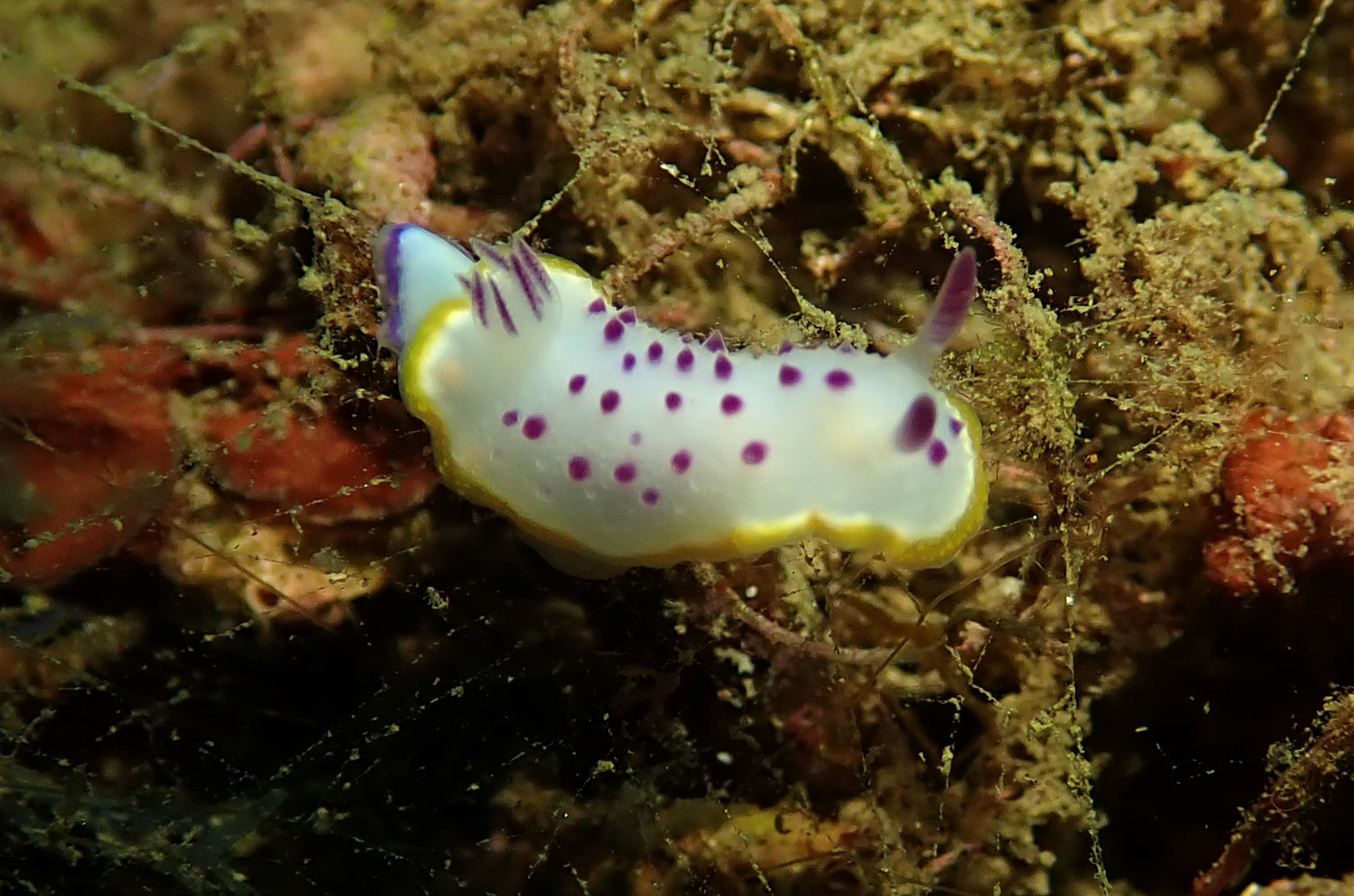 第10回 山陰海岸沿岸の多様な生きもの ウミウシに注目して 山陰海岸ジオパークを知る