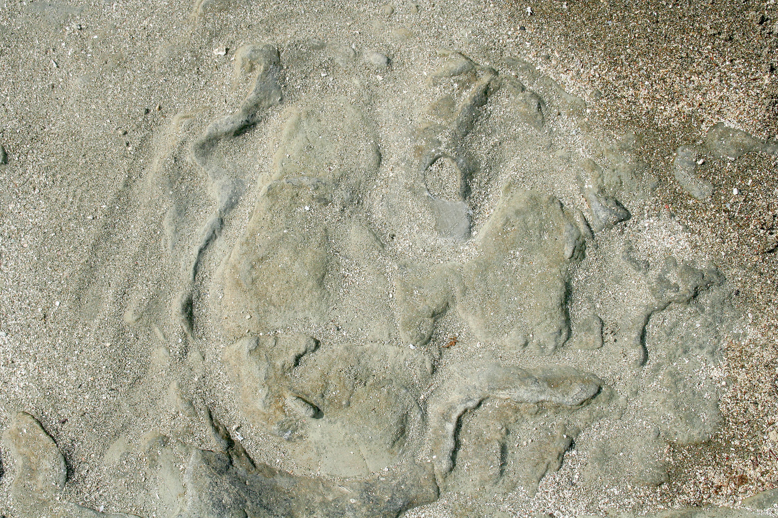 下浜の動物の足跡化石（しもはまのどうぶつのあしあとかせき）